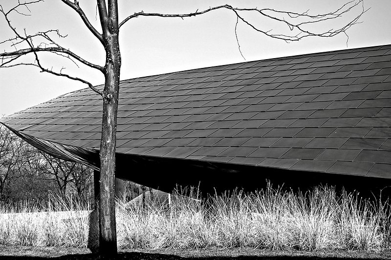 Tree And Saucer