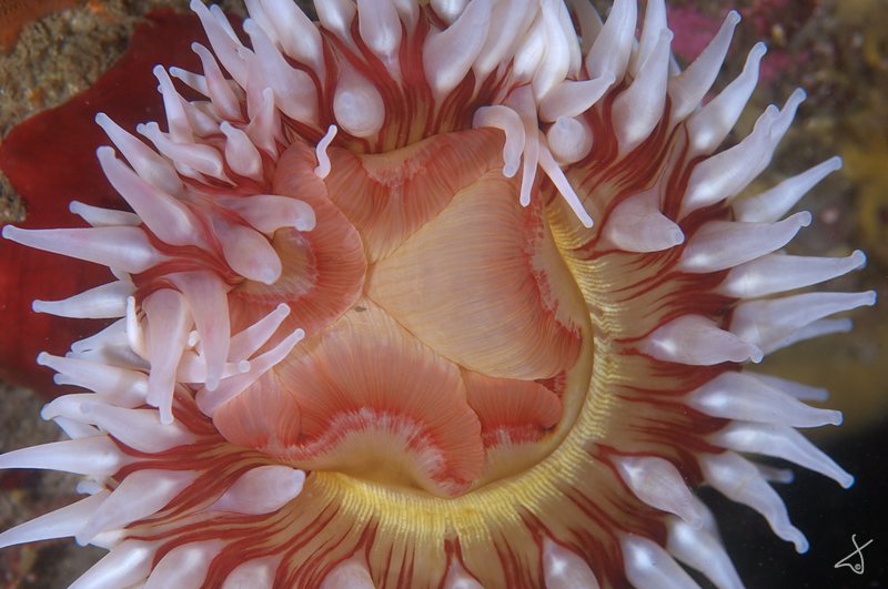 Anenome Mouth