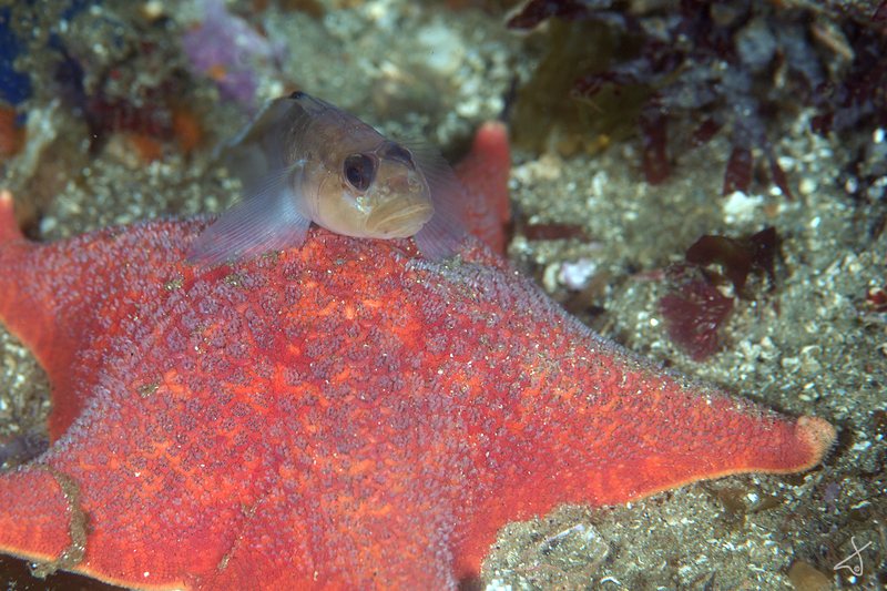 Goby And Star