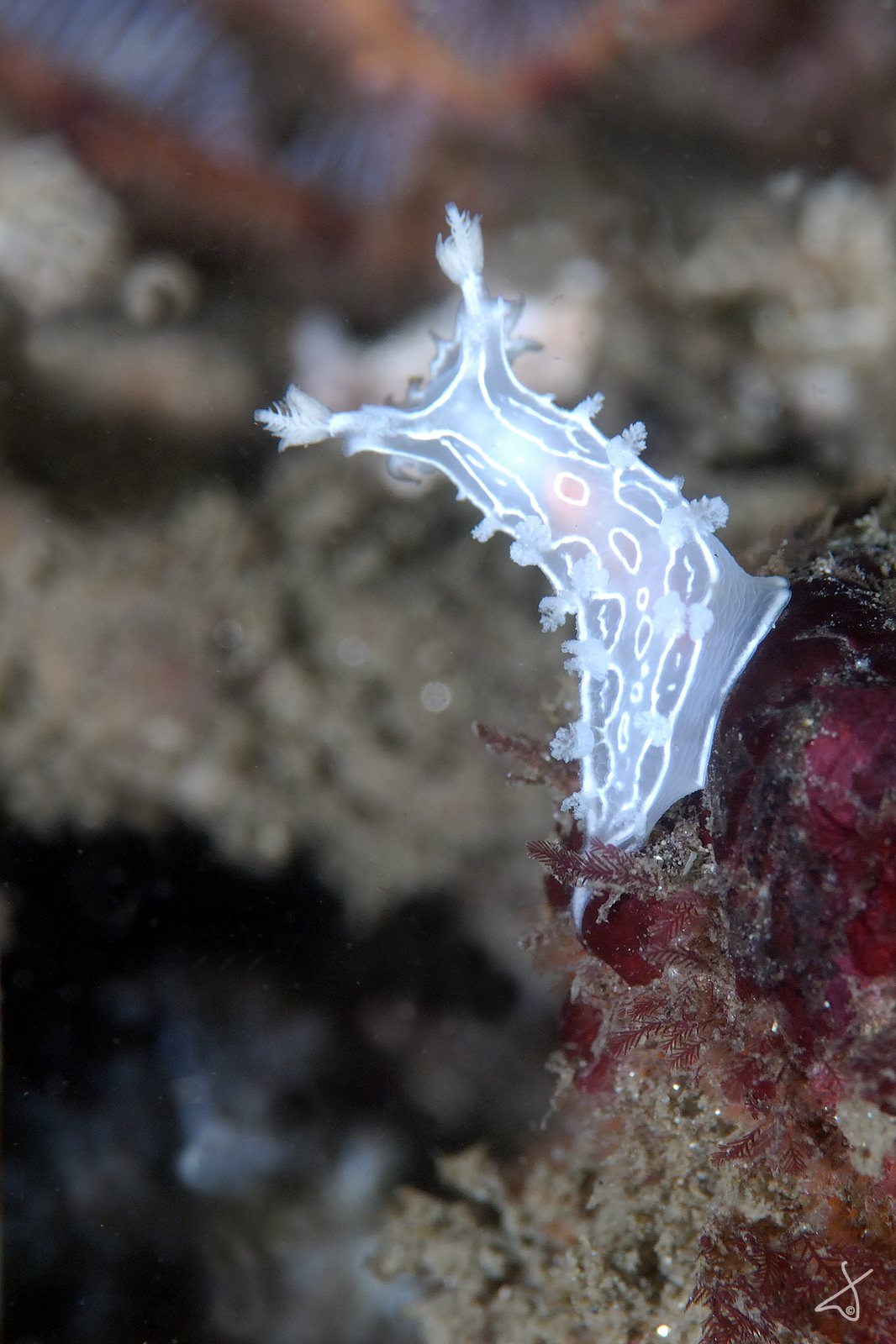 Nudi Defends