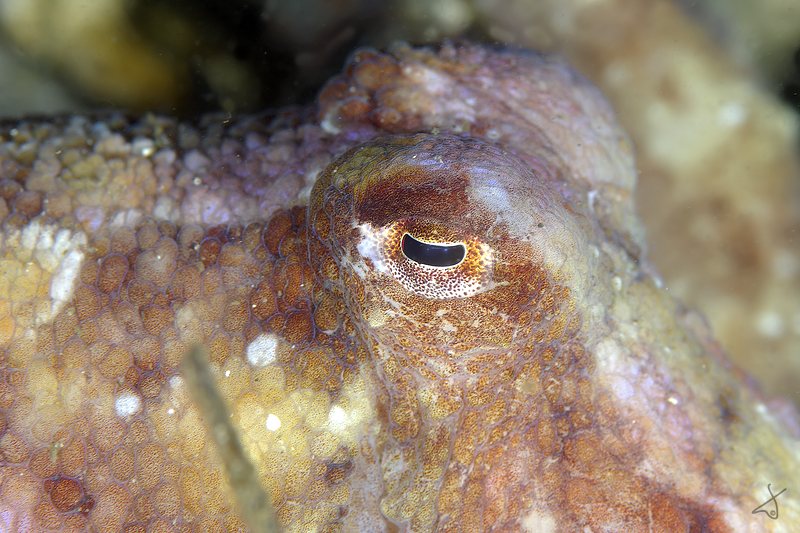 Octo