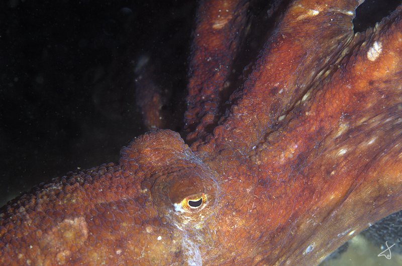 Octo