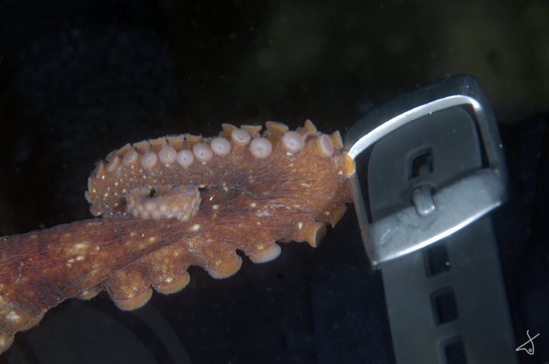 Octo Watch