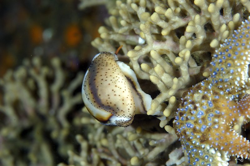 Snail And Star