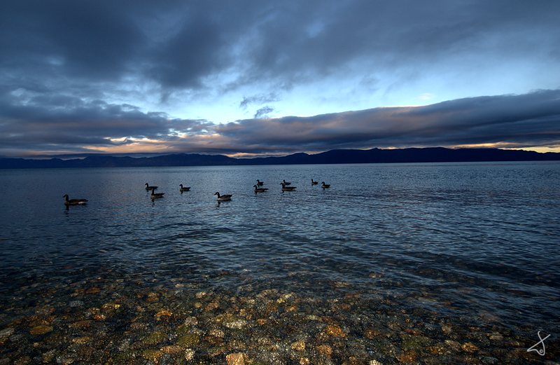 Geese