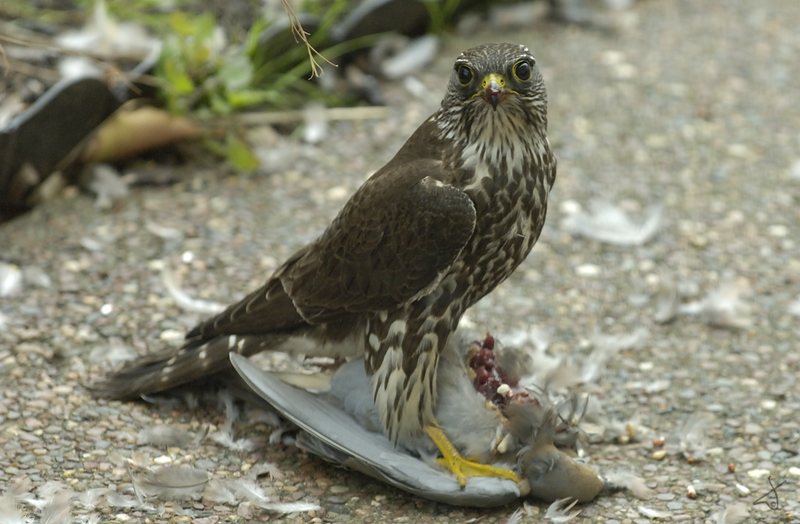The Hawk