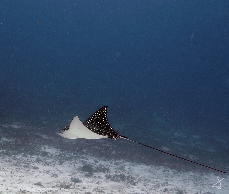 Bat Ray