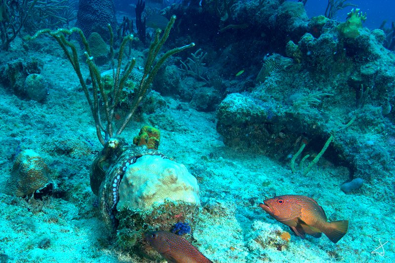Bvi Octo