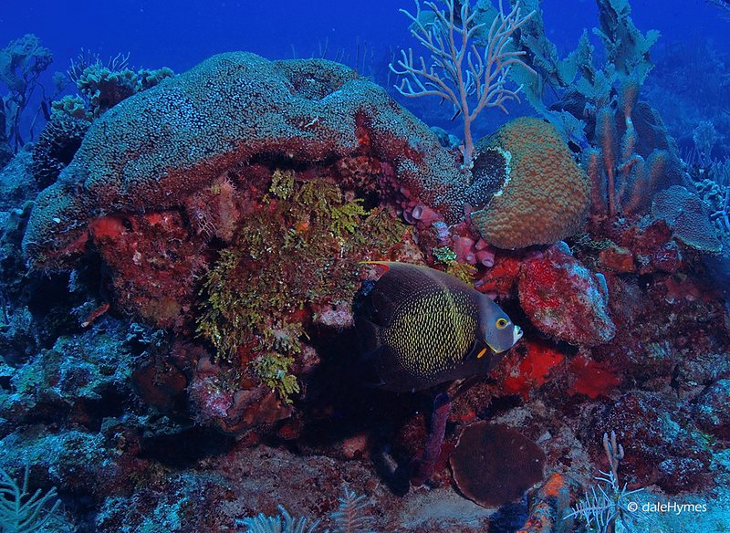 Reef