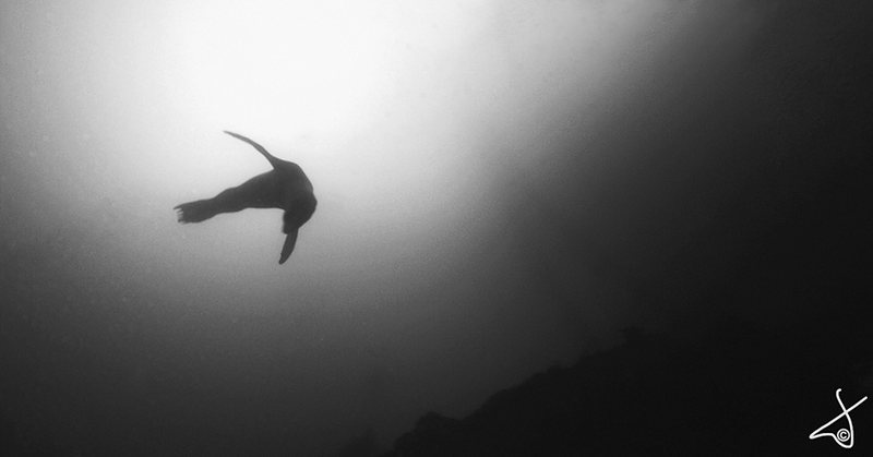 Seal
