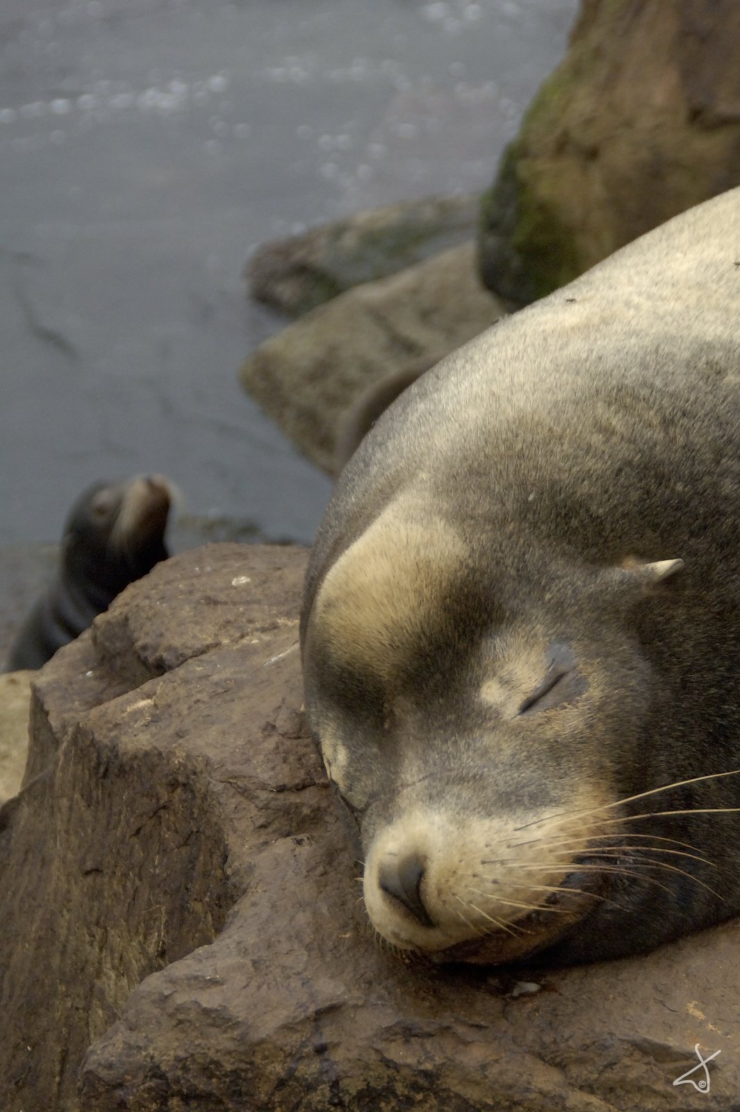 Seals