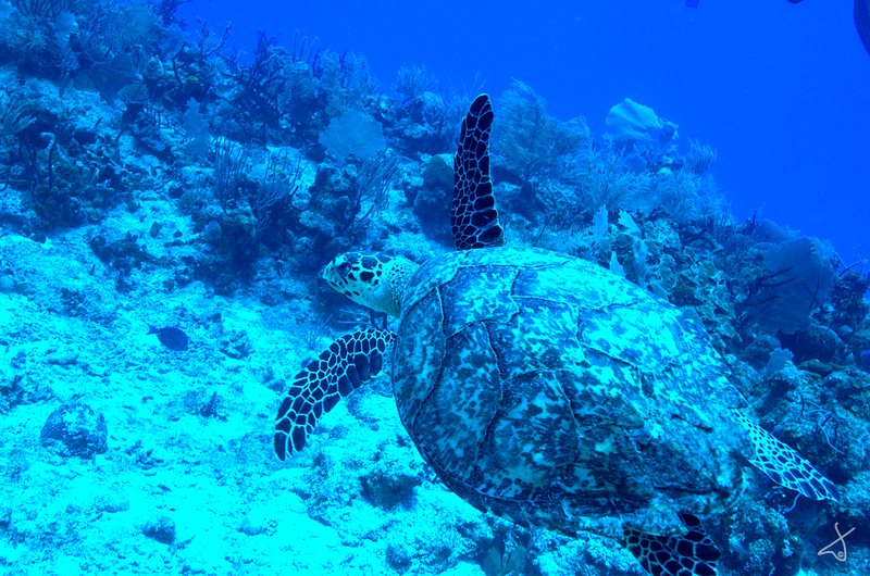 Turtle